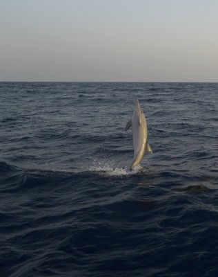 Many visits from dolphins :)