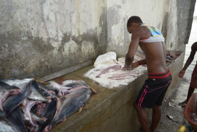 Salt curing bonito in Tarrafal, Santiago