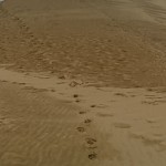 Te Paki Sand Dunes, North Island
