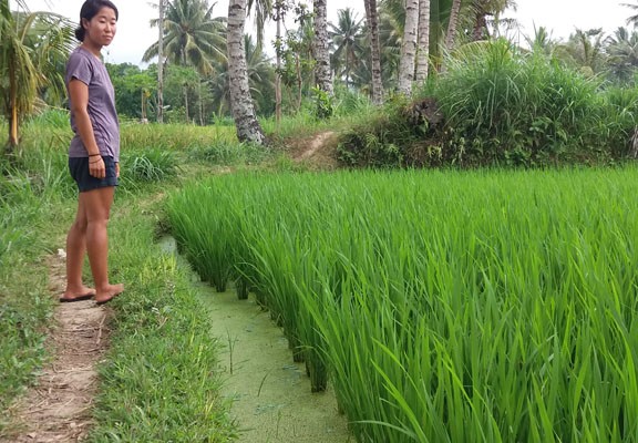 Tetebatu, Lombok