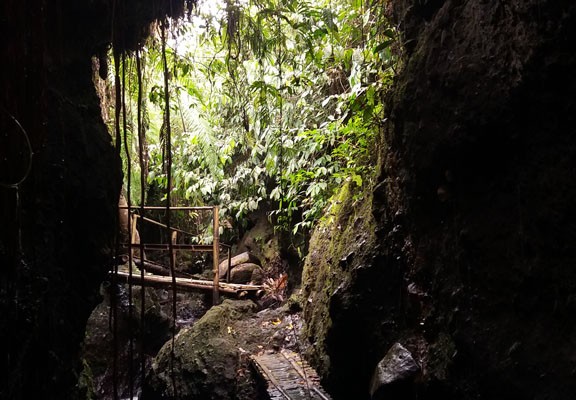 Burung Walet waterfall