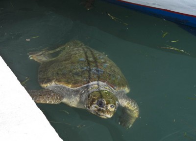 Turtley awesome visitor at Argostoli harbour.