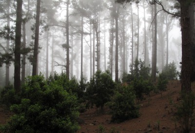 ooooo fog