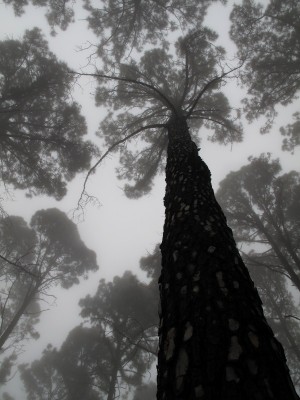 47_hike_tenerife