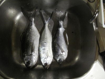Our catch of the day