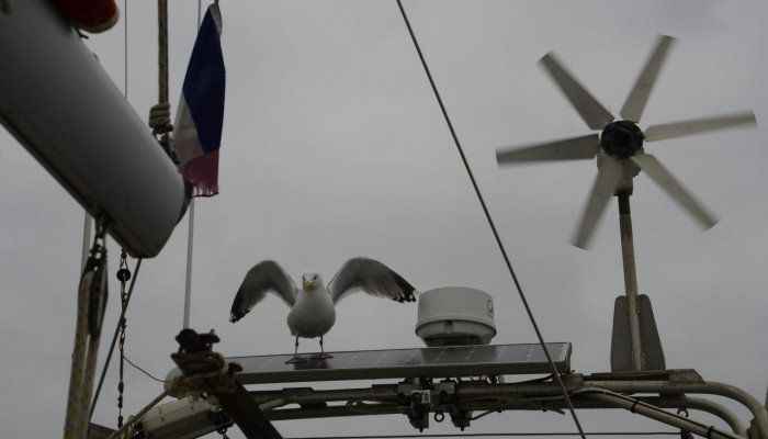 La première mouette qui a chié sur Arbutus