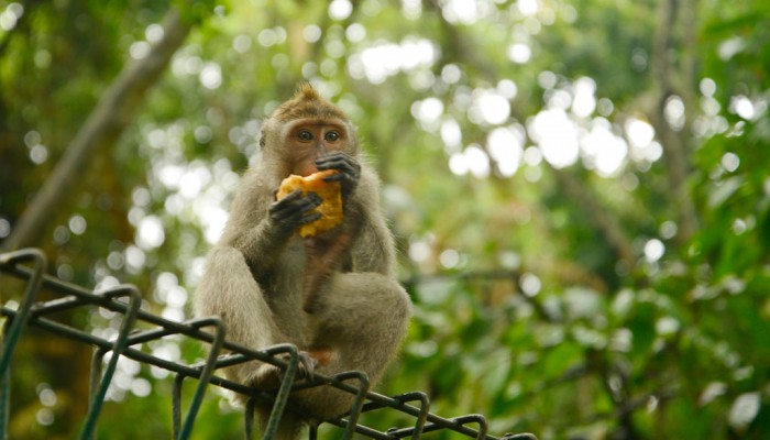 sacred monkey forest sanctuary, Ubud