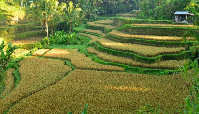 Tegallalang Rice Terrace