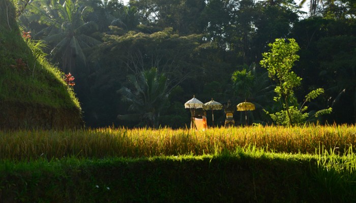 Tegallalang Rice Terrace