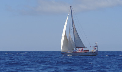 arbutus for sale - 3 of 16