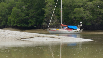arbutus for sale - 4 of 16