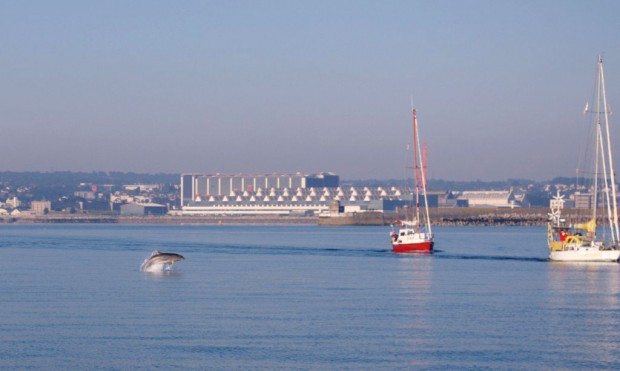 arbutus_sailing_cherbourg