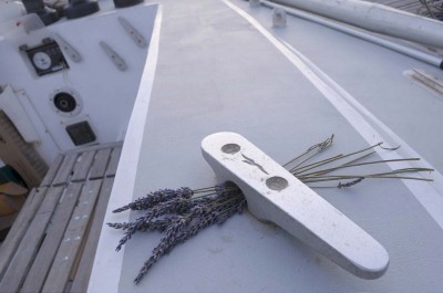 arbutus_sailing_lavender
